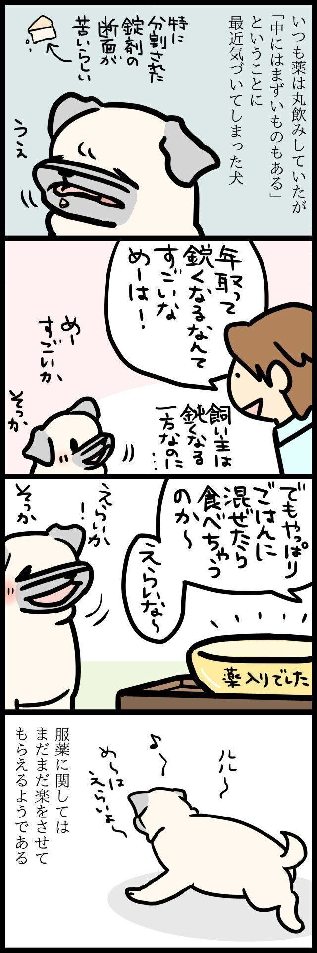 【連載】パグ犬・めー