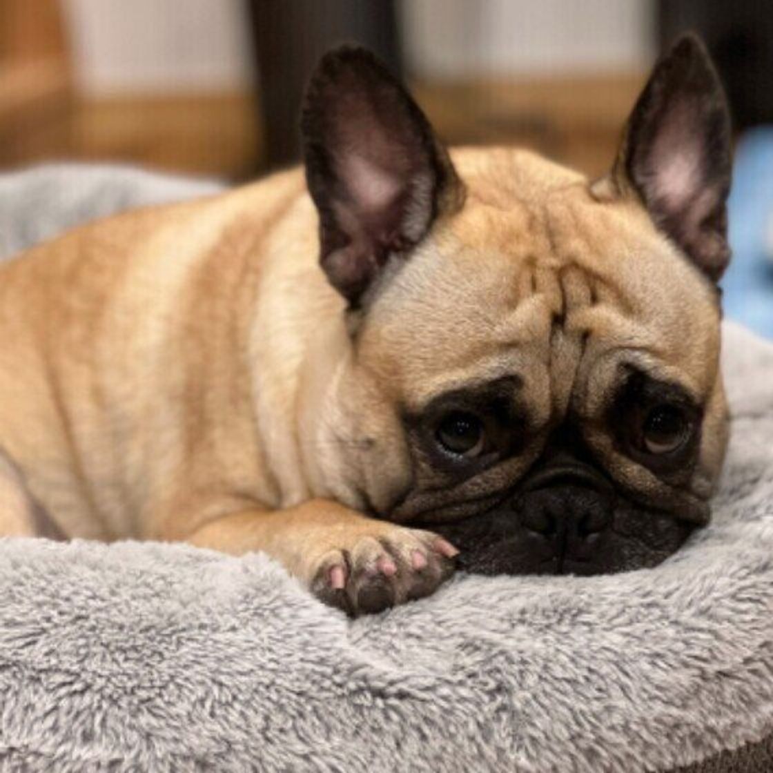 飼い主のあとをついて回る ストーカー犬 注意が必要なケースも いぬのきもちweb Magazine 飼い主のあとをついて回る ストーカー犬 注意が必要なケースも いぬのきもちweb Magazine