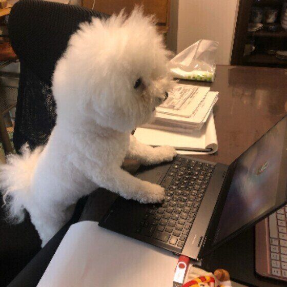 ビション・フリーゼのSophiaちゃん