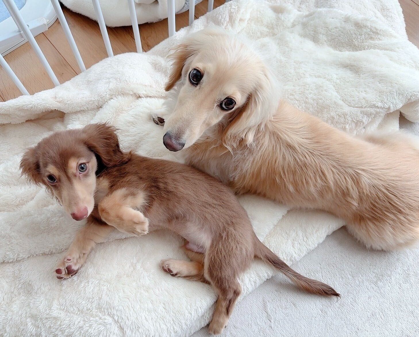 仲よく寄り添う愛犬たち