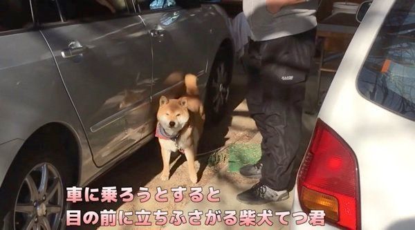車に乗りたがる柴犬