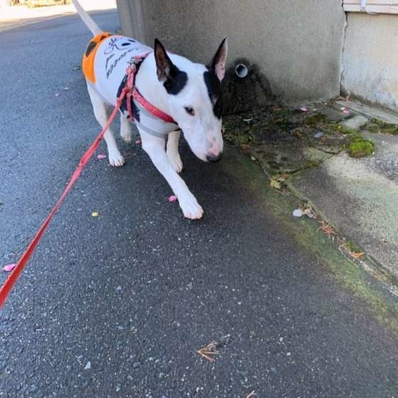 お散歩するブル・テリア