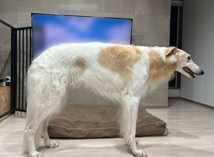 テレビの前に立つベルくん