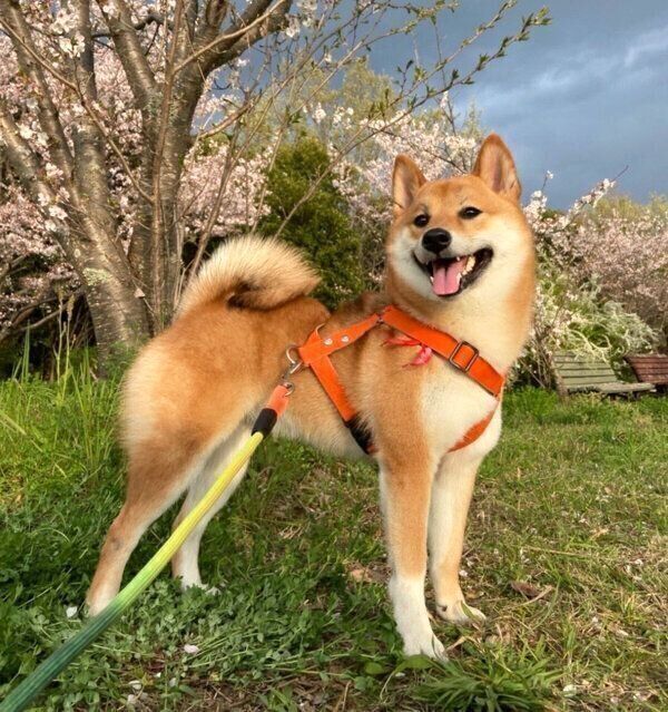 散歩を楽しむゆめちゃん