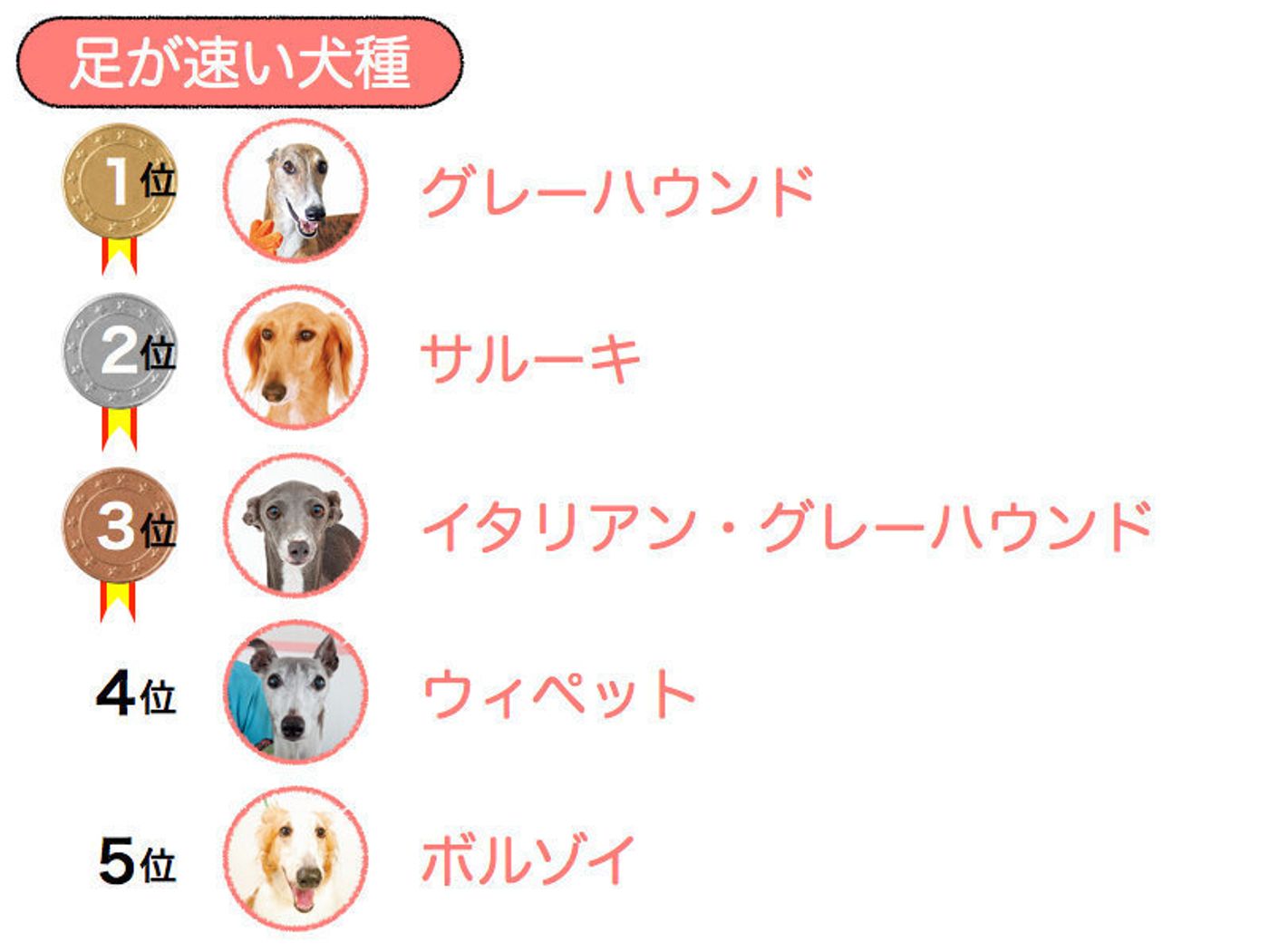 ランキング 走るのが一番早い犬種は 泳ぎが一番上手な犬種は いぬのきもちweb Magazine ランキング 走るのが一番早い犬種は 泳ぎが一番上手な犬種は いぬのきもちweb Magazine