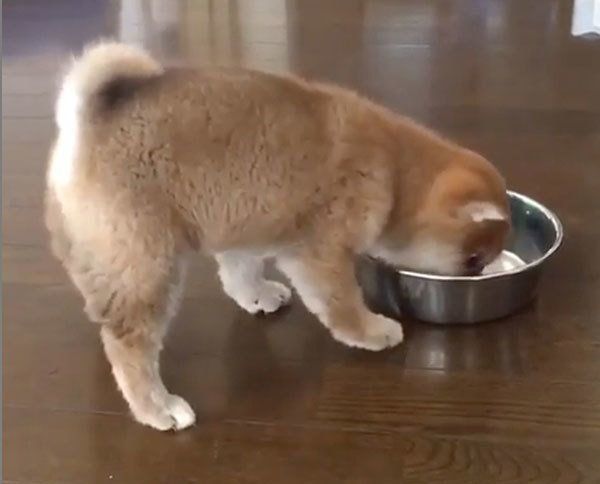 ごはんを食べる柴犬