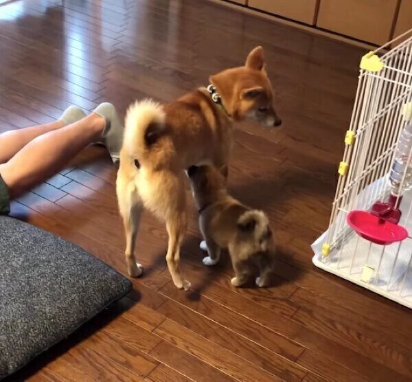 わさびくんのおっぱいを吸おうとする、もずくくん