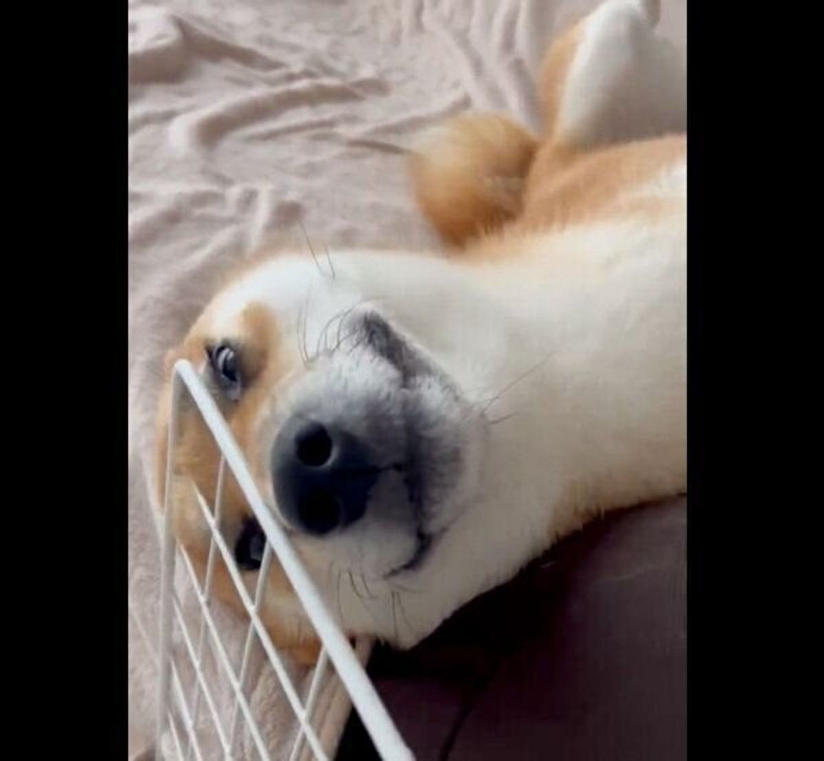 うちの柴犬のおかえりはこれです 飼い主の帰宅を待つ犬の 独特なお出迎えスタイル が笑える いぬのきもちweb Magazine うちの柴犬のおかえりはこれです 飼い主の帰宅を待つ犬の 独特なお出迎えスタイル が笑える いぬのきもちweb Magazine