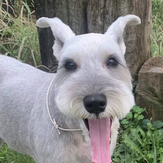 犬の膵炎(すいえん)が多くなったのはなぜ？ その理由を獣医師に聞いた いぬのきもち