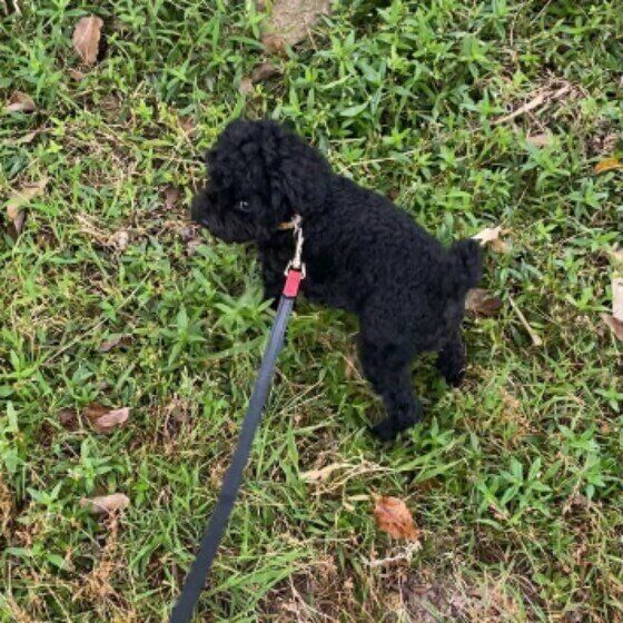 砂を蹴るトイ・プードル