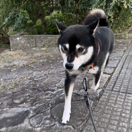 てくてく歩く柴