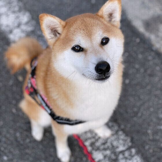 柴のゆずちゃん