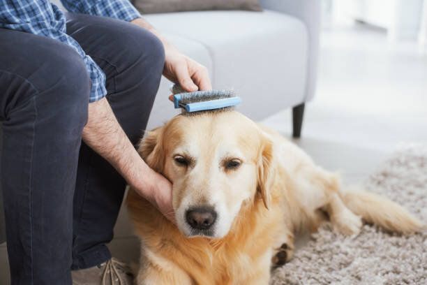 犬のブラッシング