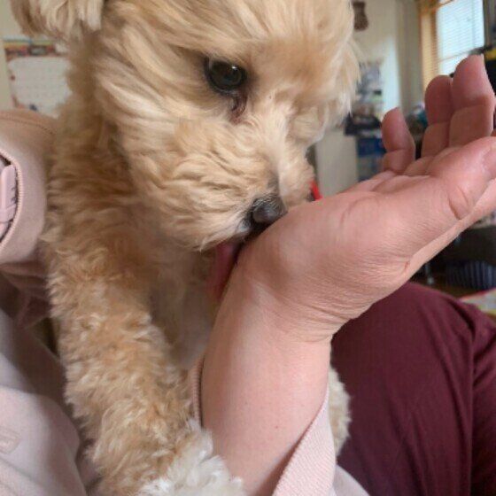 Mix（小型犬）のもかくん♪