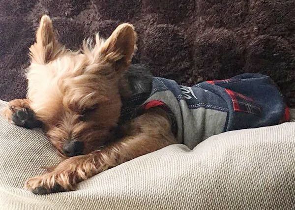 眠るヨークシャー・テリア