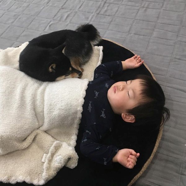 添い寝する柴犬