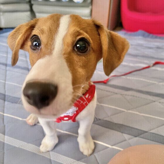 初対面の犬への接し方と注意点とは？ 犬と仲良くなる接し方のコツ いぬのきもち