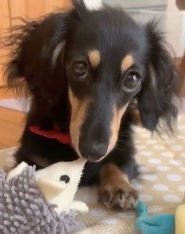 カメラ目線がすごいカニーンヘン・ダックスフンド