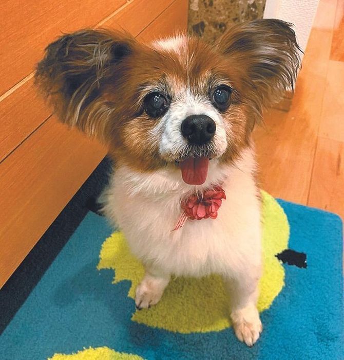 Nさんの愛犬ココアちゃん(メス・13才/パピヨン)