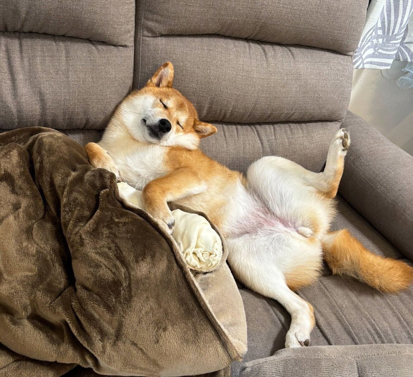 満足そうに眠るこつぶちゃん