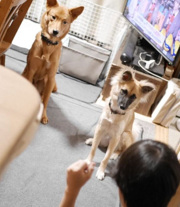 子どもからオヤツをもらう2頭の犬