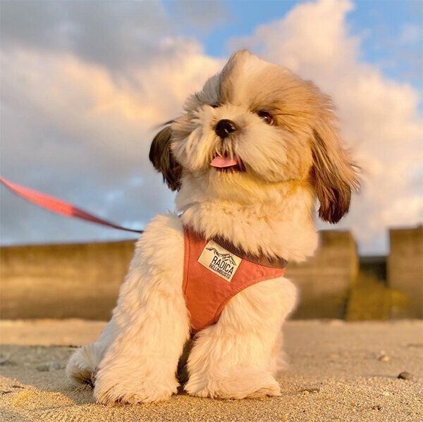 お散歩するつぶちゃん