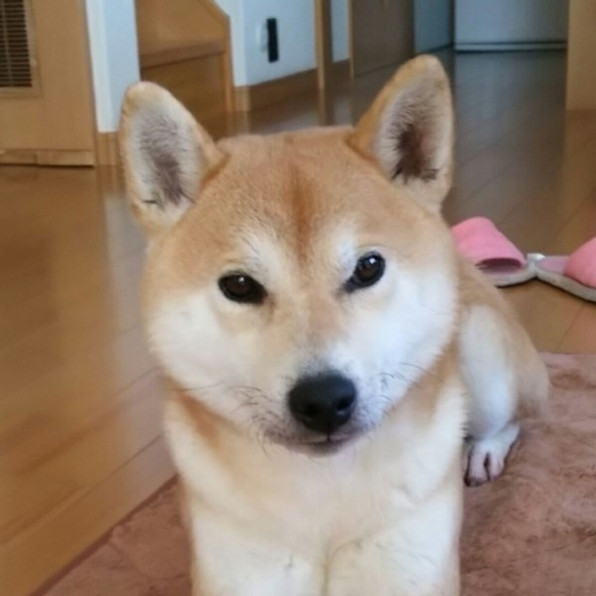 獣医師が解説 犬の心臓病 早期発見のための心得や予防法とは いぬのきもちweb Magazine 獣医師が解説 犬の心臓病 早期発見のための心得や予防法とは いぬのきもちweb Magazine