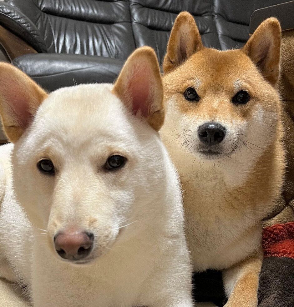 普段のぽん太くん、うに太くん