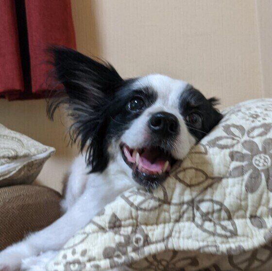 笑顔のパピヨン