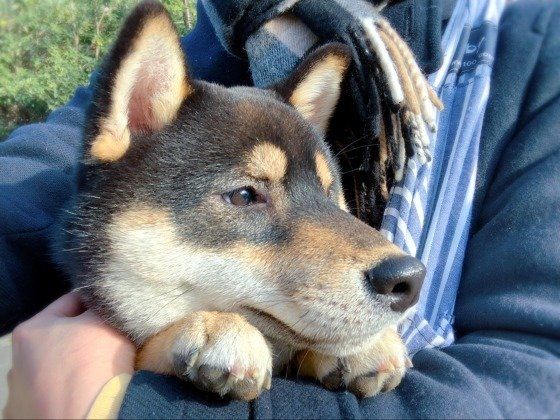 抱っこされる柴犬