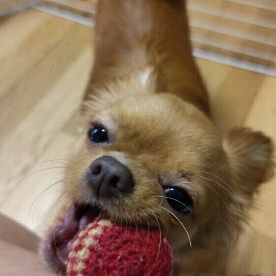 チワワのチャチャ丸くん