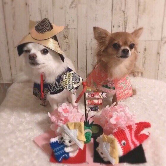 こいのぼりとチワワのミルクちゃんとお友だち
