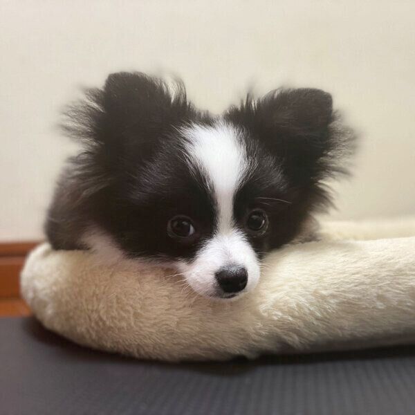 眠たそうなあるとくん