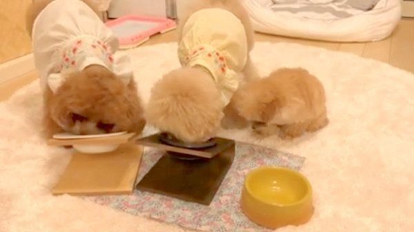 ごはんを食べるトイ・プードル3姉妹