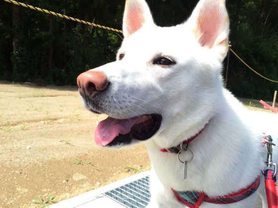 お散歩する紀州