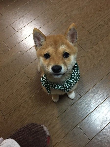 ご飯を待っている柴犬の子犬