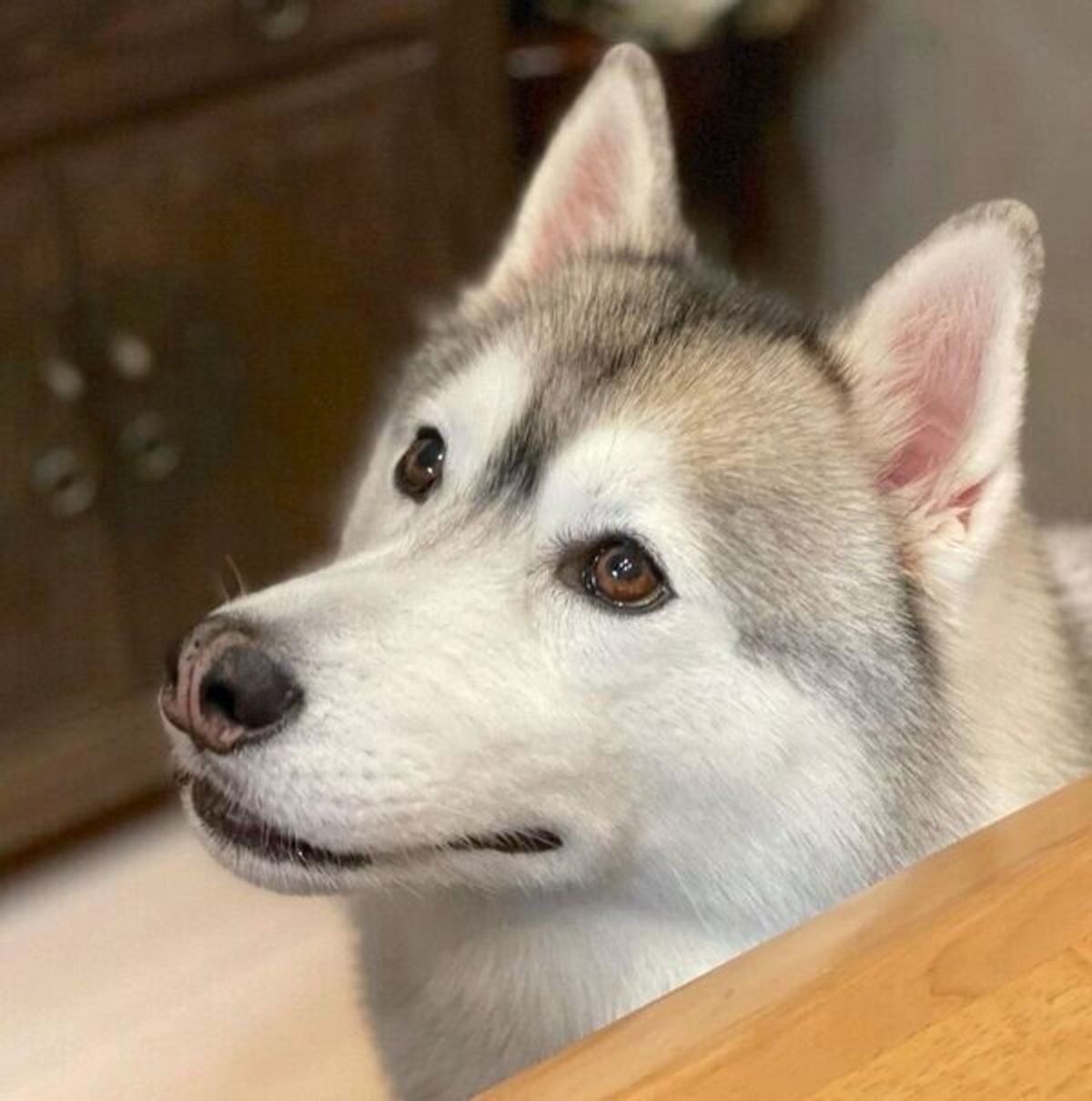 トイレットペーパーの芯をくわえて文句を言うハスキー 飼い主に八つ当たりしてしまった理由が可愛い いぬのきもちweb Magazine トイレットペーパーの芯をくわえて文句を言うハスキー 飼い主に八つ当たりしてしまった理由が可愛い いぬのきもちweb Magazine