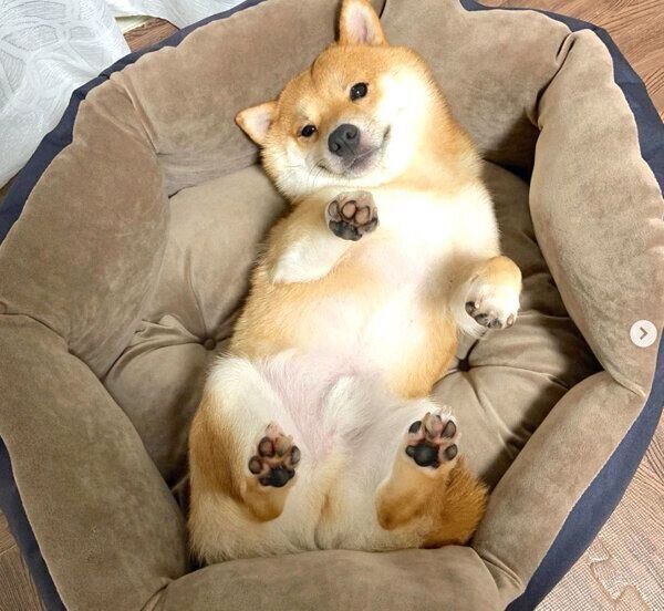 まったりするうにくん