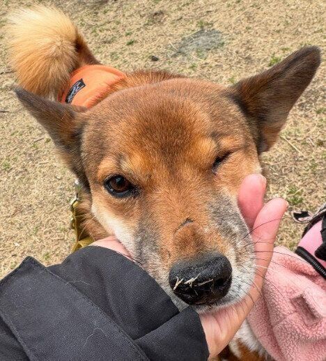 公園で遊ぶ犬