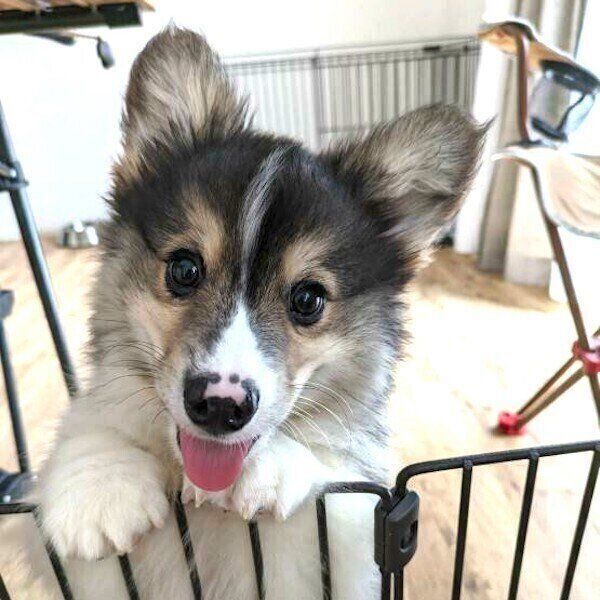 柵に前足をかけ笑顔のはなまるくん