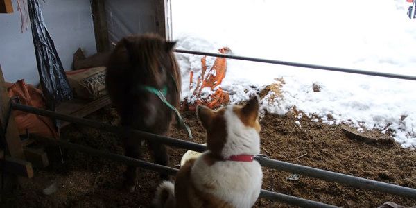 犬に怒られるポニー
