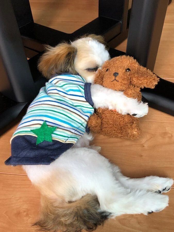 かわいすぎる　ぬいぐるみを抱いて眠る華ちゃんの様子