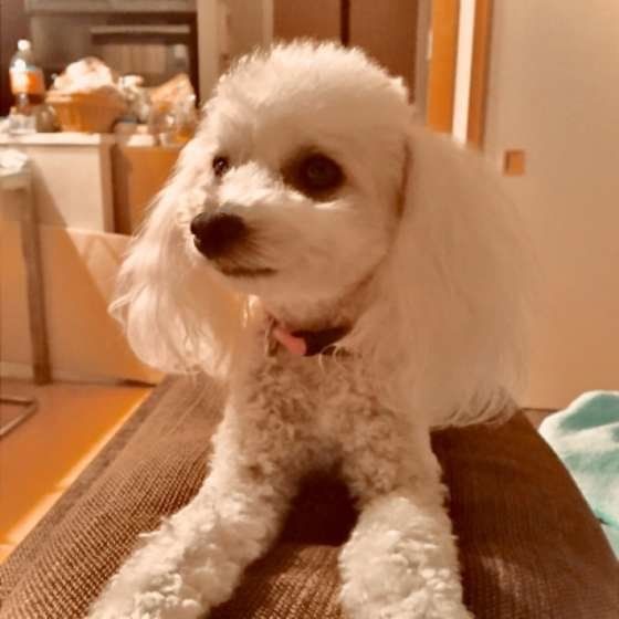 トイ・プードルのもこなちゃん