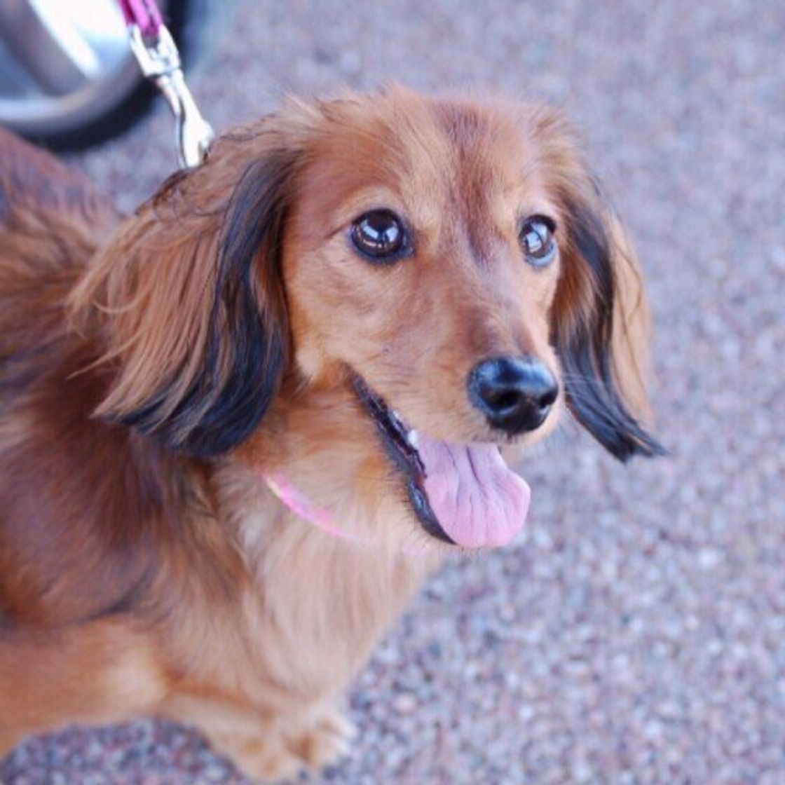 注意したいケースも 犬が自分をなめる理由と対処法とは いぬのきもちweb Magazine 注意したいケースも 犬が自分をなめる理由と対処法とは いぬのきもちweb Magazine