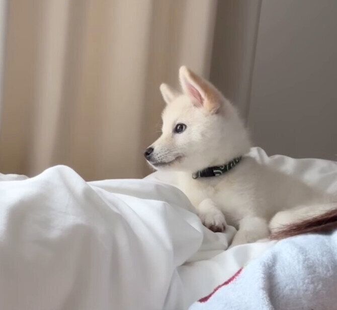 飼い主さんのそばでまったりするおこめくん