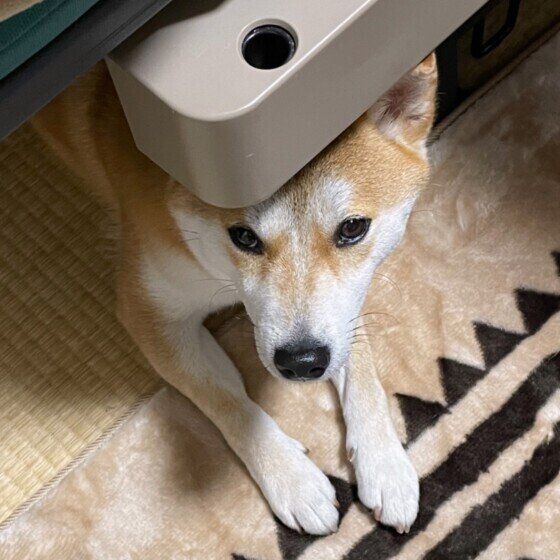 ペドロ  柴 いや行かへん
