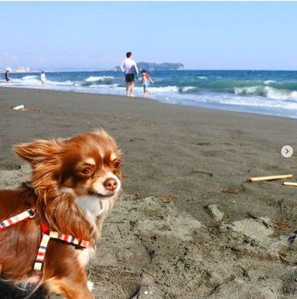 愛犬と行けるイルミネーション情報 周辺お出かけスポット 神奈川編 いぬのきもちweb Magazine 愛犬と行けるイルミネーション情報 周辺お出かけスポット 神奈川編 いぬのきもちweb Magazine