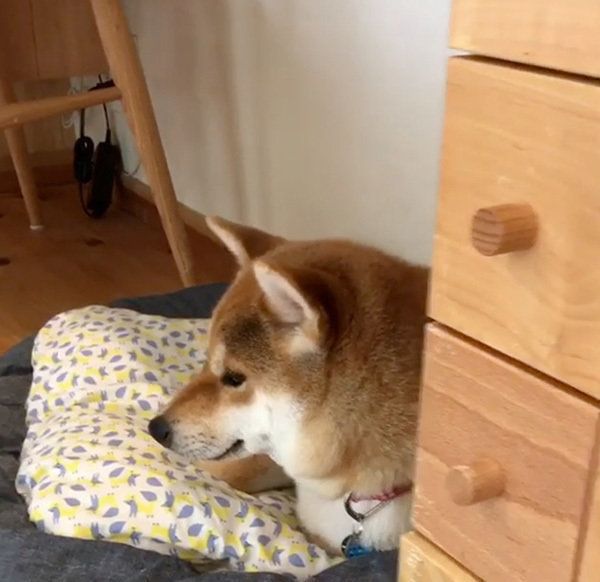 座る柴犬