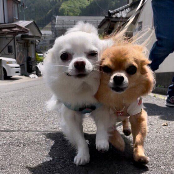 【犬の多頭飼い】新しい犬を迎える前に考えたい住環境づくりのポイント いぬのきもち