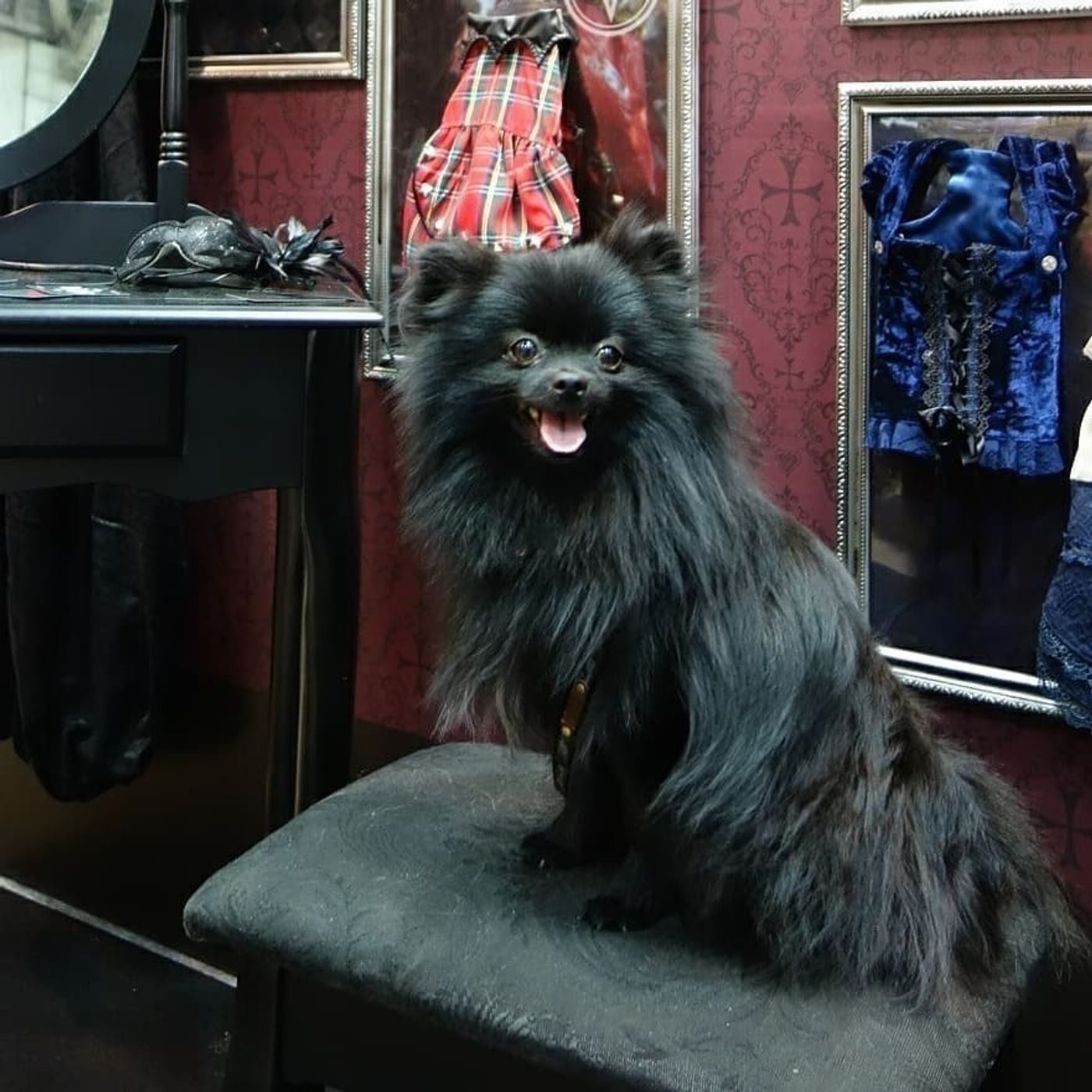 専門家が教える ポメラニアンの お猿期 って 疑問 お悩み 画像 いぬのきもちweb Magazine 専門家が教える ポメラニアンの お猿期 って 疑問 お悩み 画像 いぬのきもちweb Magazine